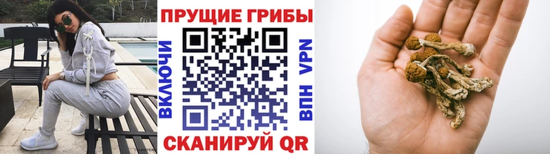 Купить закладки  Черепаново  Псилоцибиновые грибы Psilocybine cubensis 